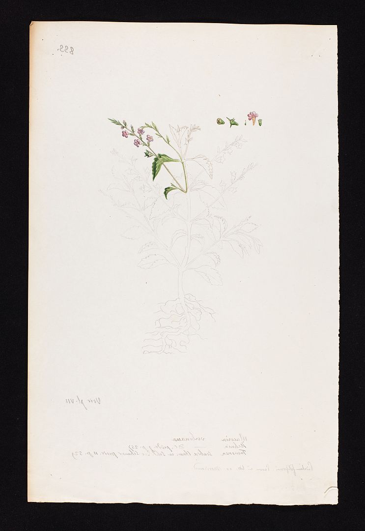 no HD illustration available (m5)