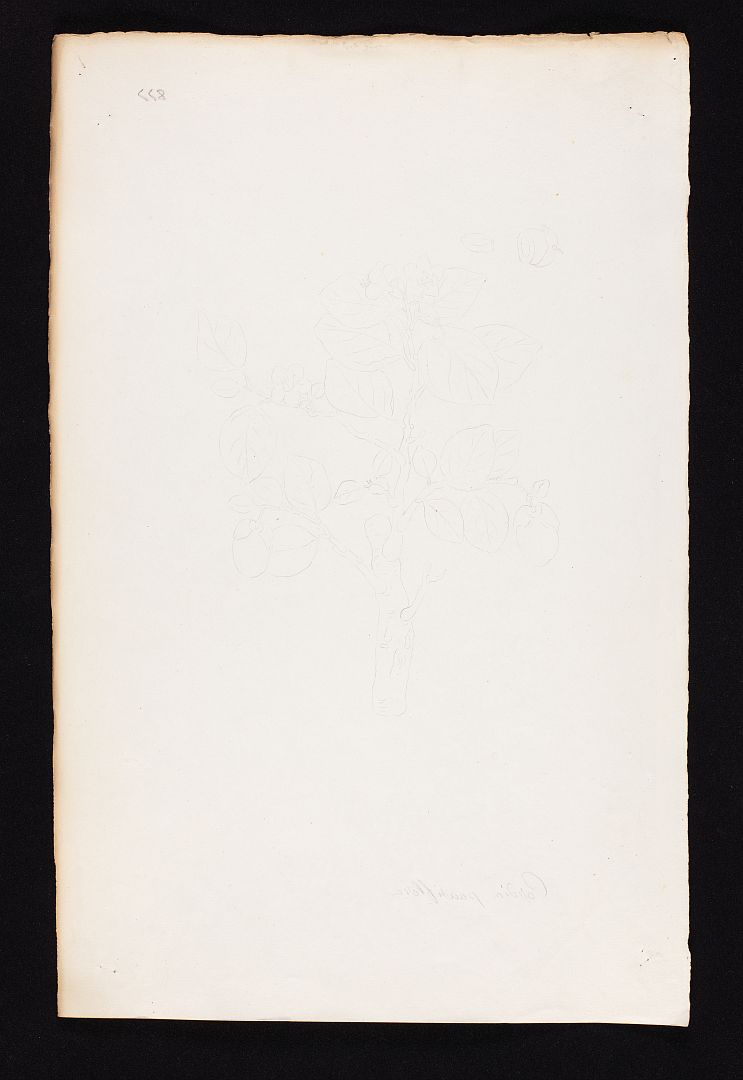 no HD illustration available (m5)