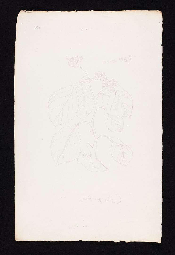no HD illustration available (m5)