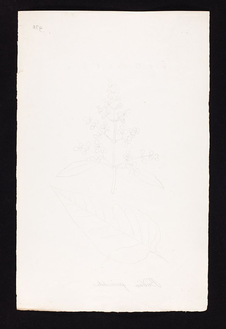 no HD illustration available (m5)