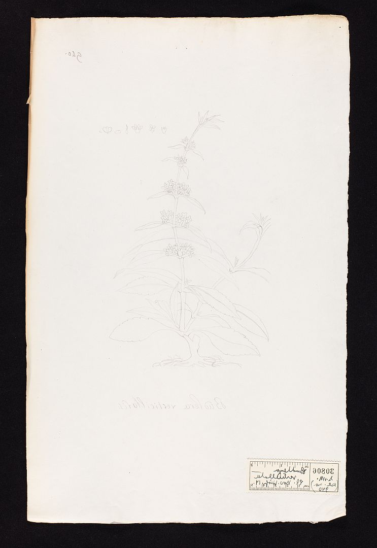 no HD illustration available (m5)