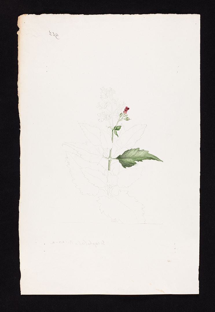 no HD illustration available (m5)