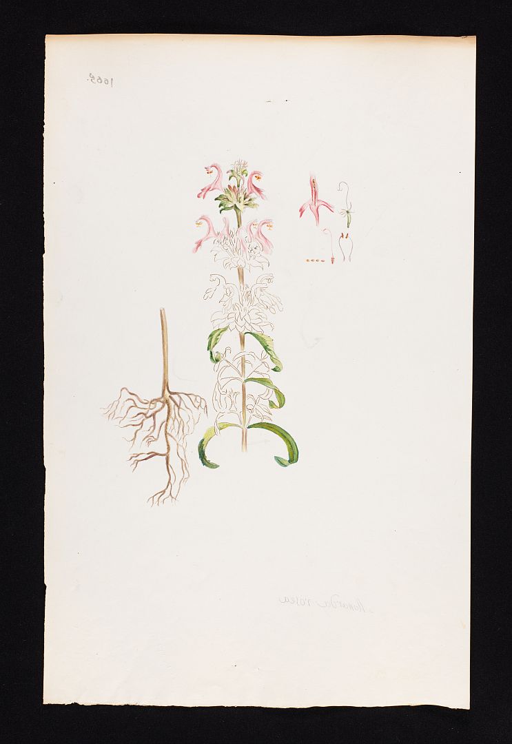 no HD illustration available (m5)