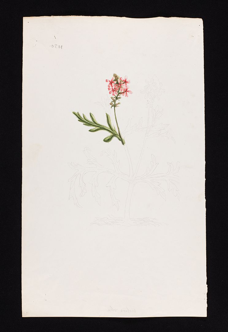 no HD illustration available (m5)