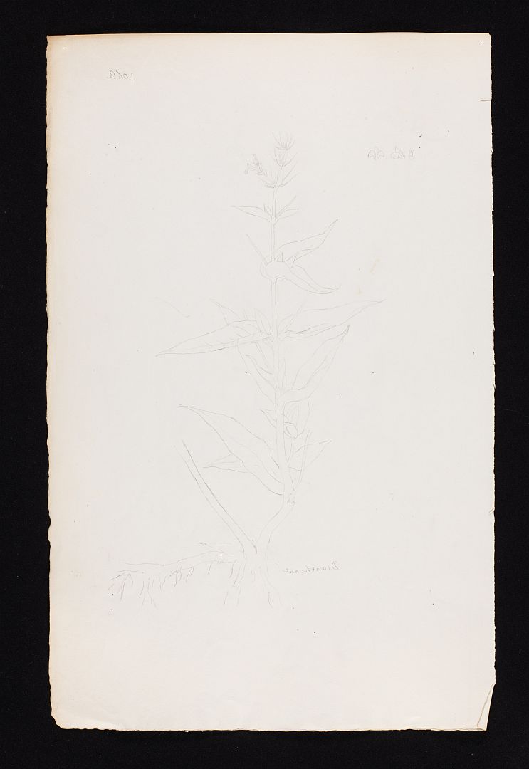 no HD illustration available (m5)