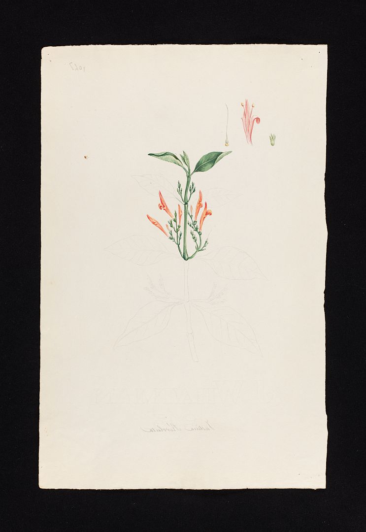 no HD illustration available (m5)
