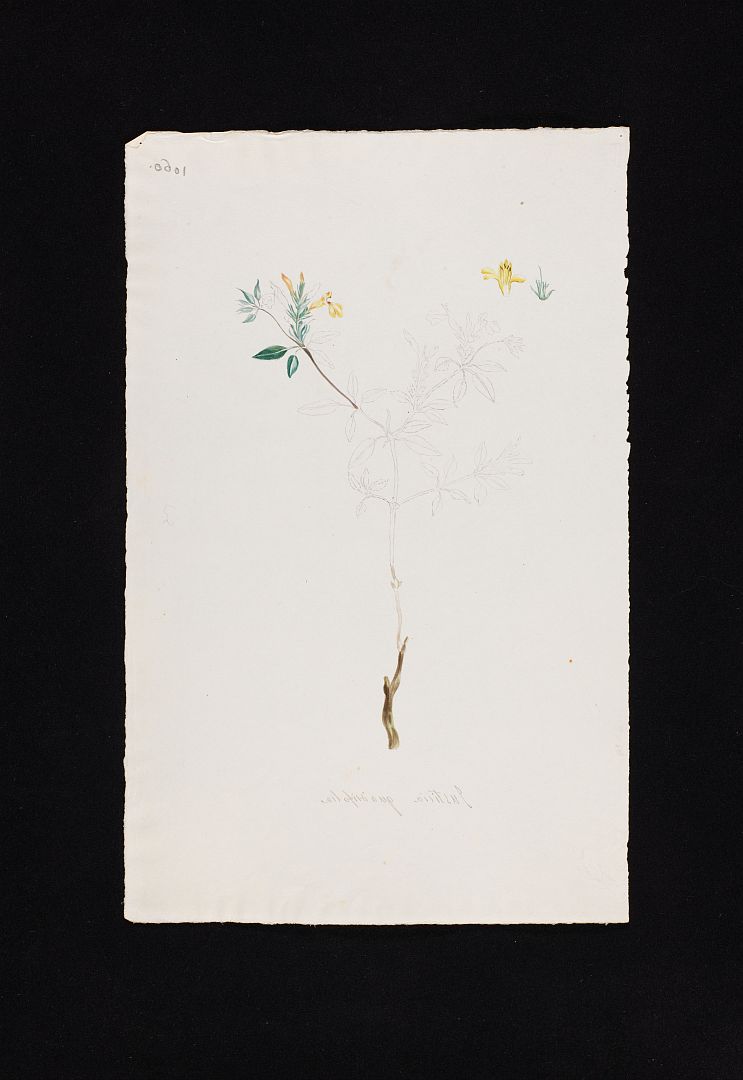 no HD illustration available (m5)