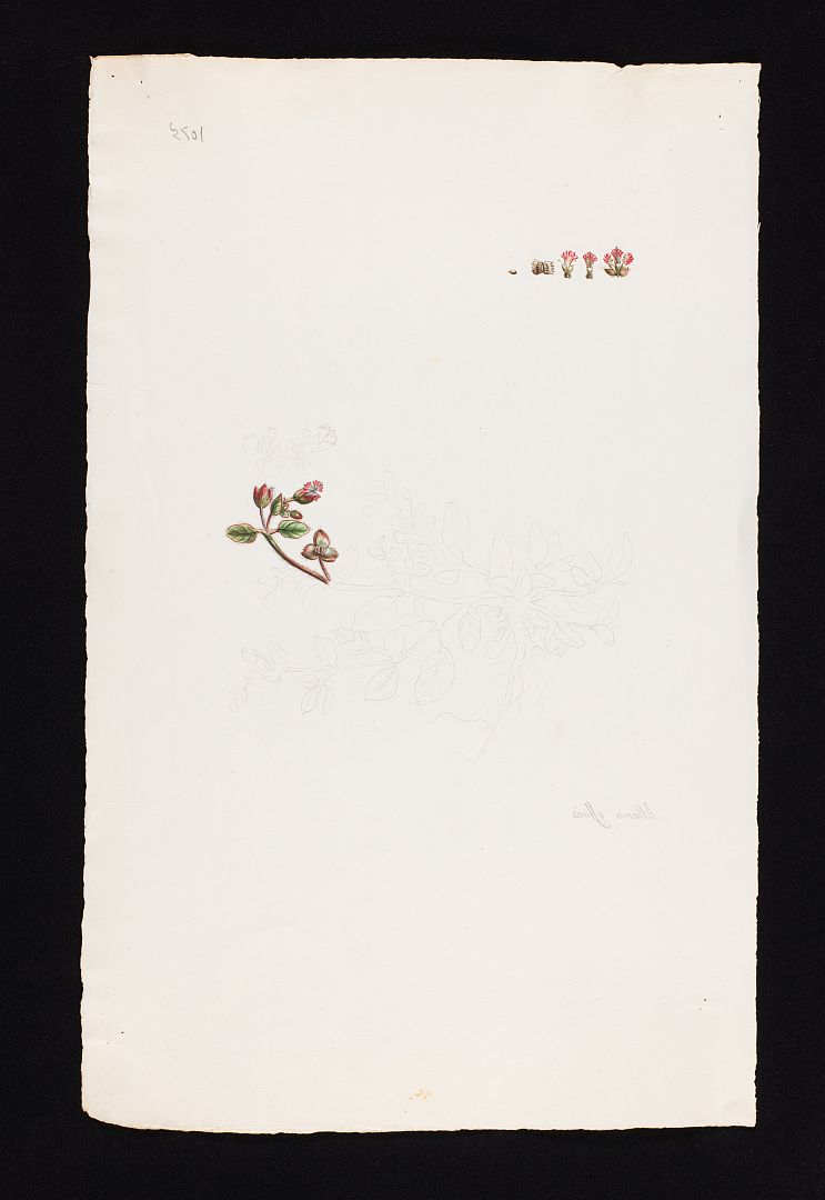 no HD illustration available (m5)