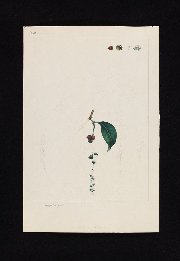 no HD illustration available (m5)