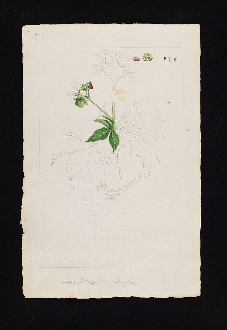 no HD illustration available (m1)