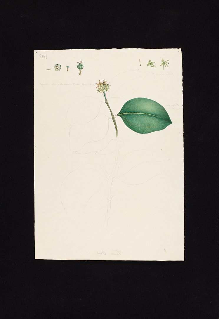 no HD illustration available (m5)