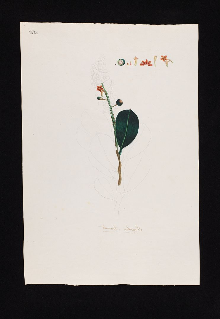 no HD illustration available (m5)