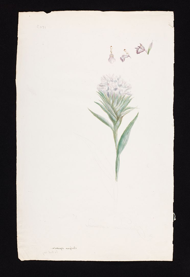 no HD illustration available (m5)
