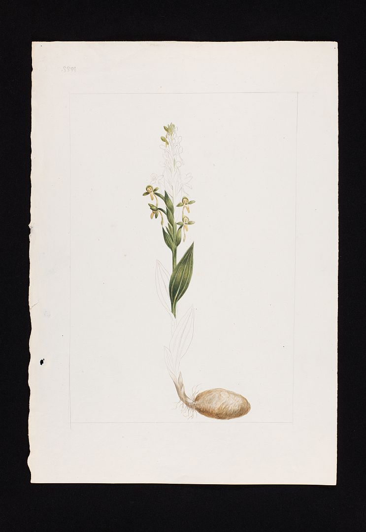 no HD illustration available (m5)