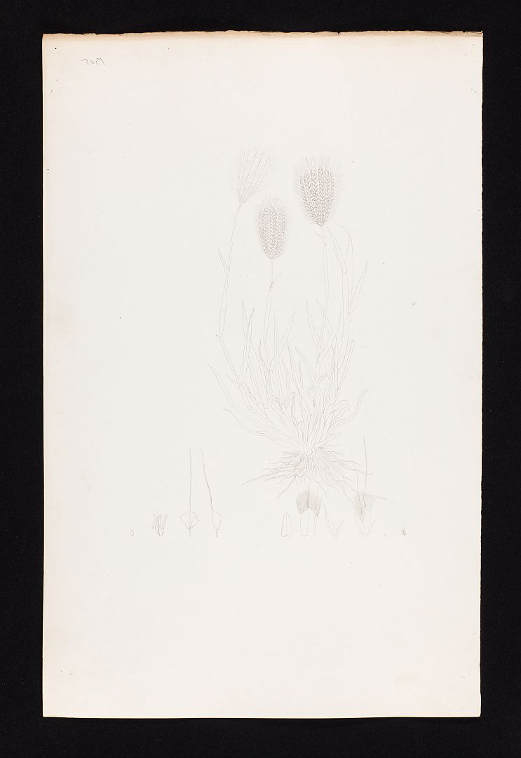 no HD illustration available (m5)