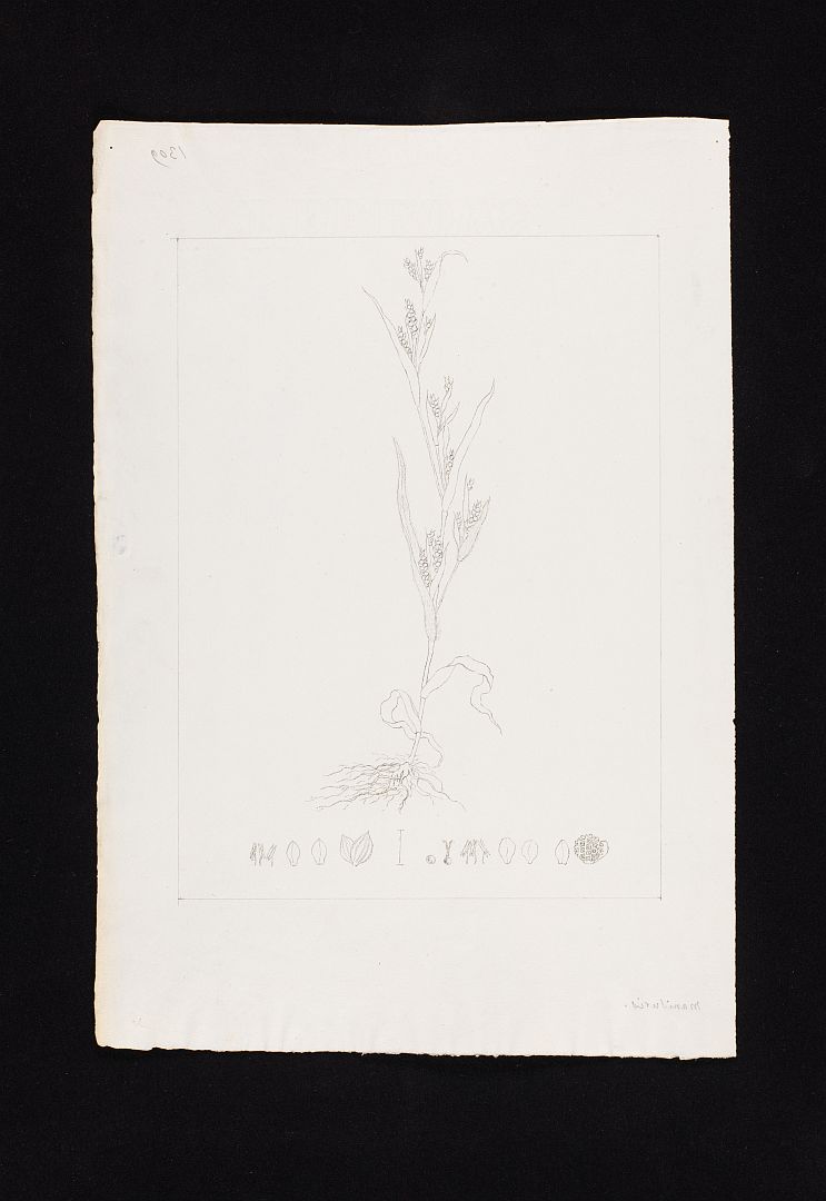 no HD illustration available (m5)