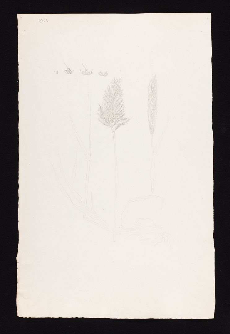 no HD illustration available (m5)