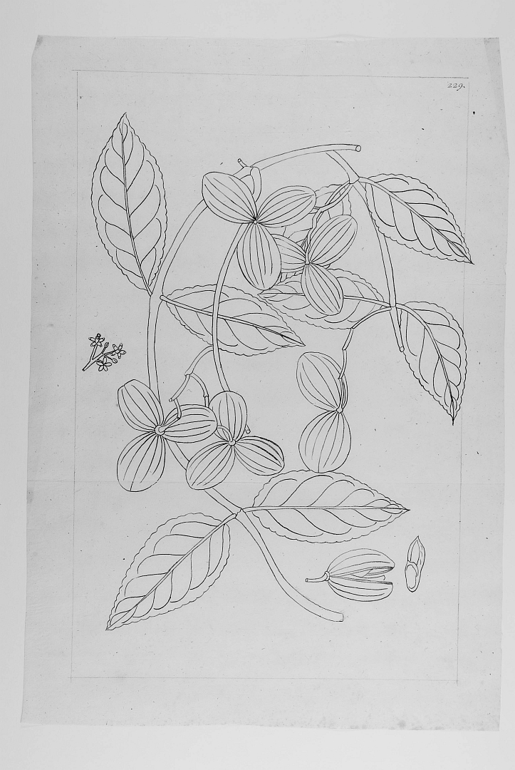 no HD illustration available (m5)
