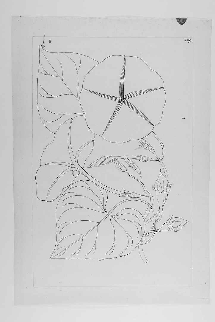 no HD illustration available (m5)