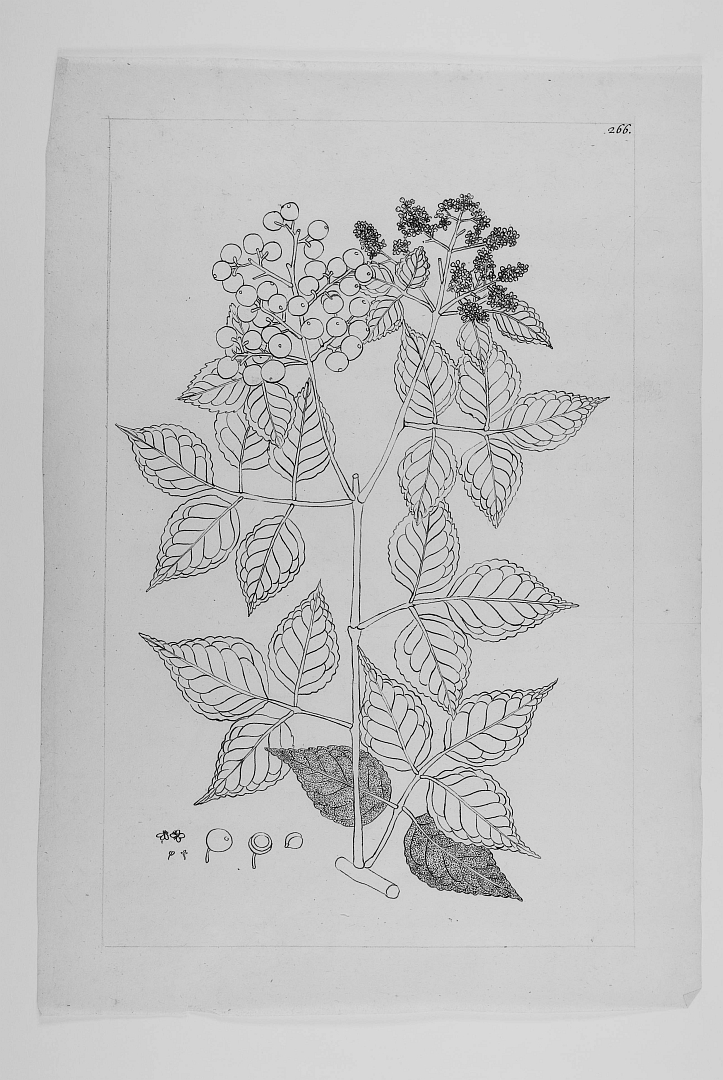no HD illustration available (m5)