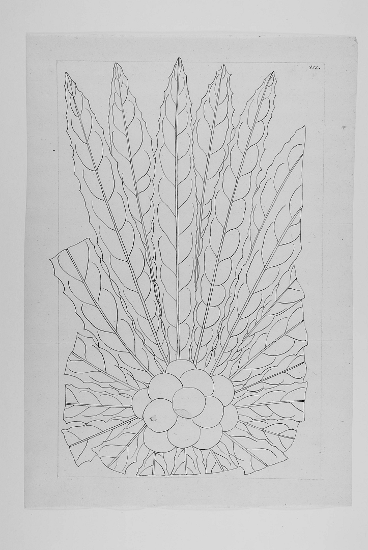 no HD illustration available (m5)