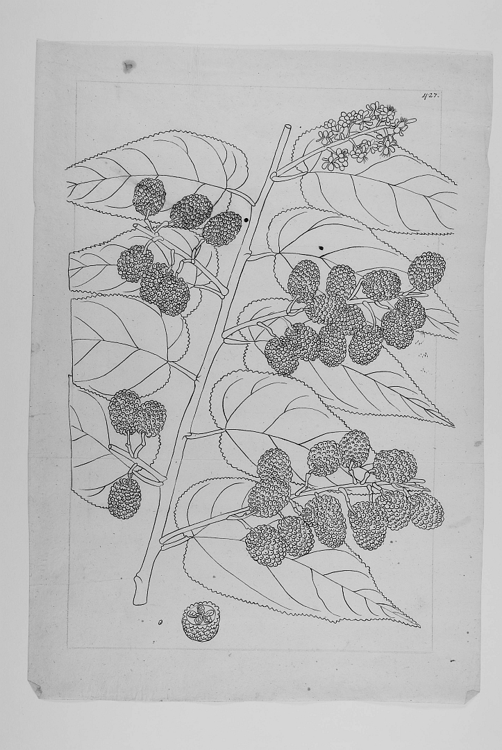 no HD illustration available (m5)