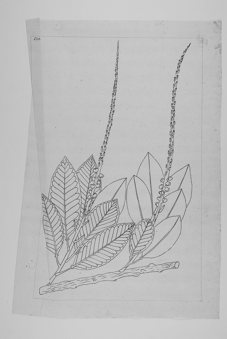 no HD illustration available (m5)