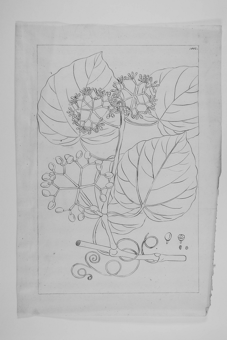 no HD illustration available (m5)