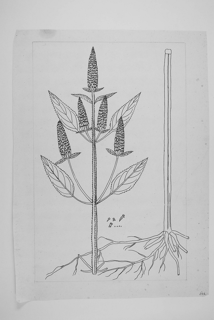 no HD illustration available (m5)