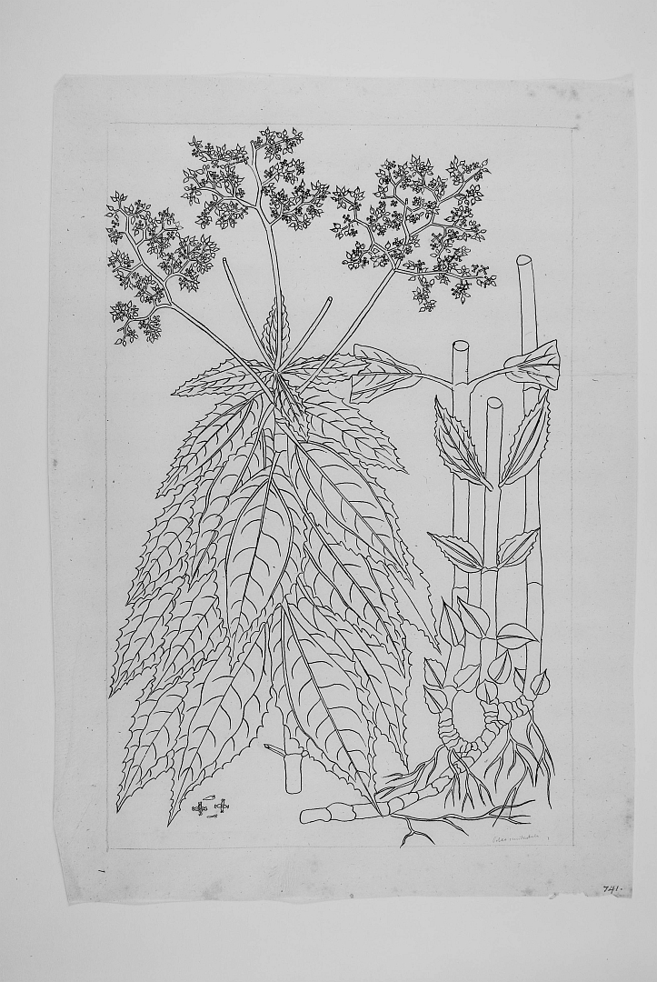 no HD illustration available (m5)
