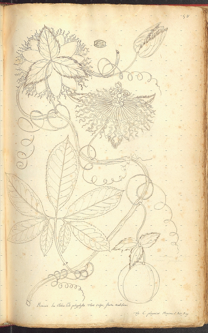 no HD illustration available (m5)