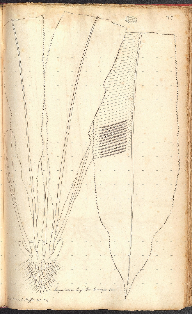 no HD illustration available (m5)