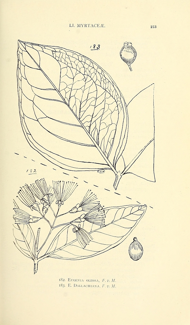 no HD illustration available (m5)