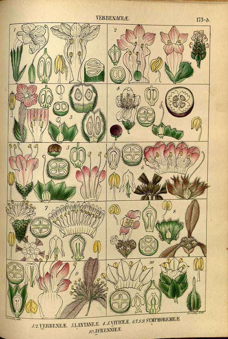 no HD illustration available (m5)