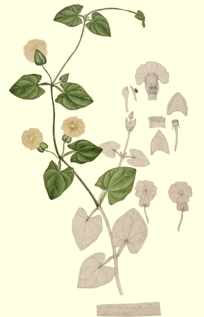 no HD illustration available (m5)