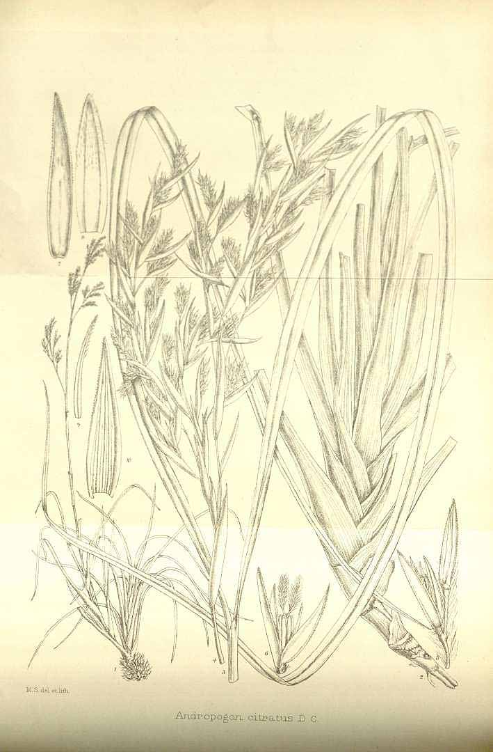 no HD illustration available (m5)