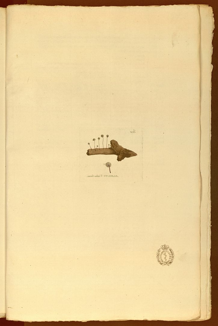 no HD illustration available (m5)
