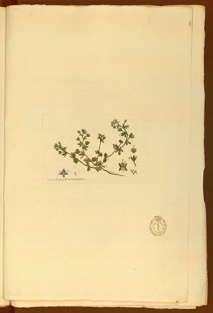 no HD illustration available (m5)
