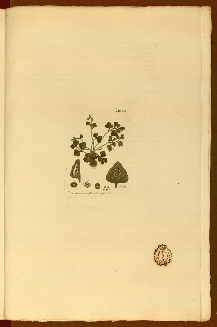 no HD illustration available (m5)