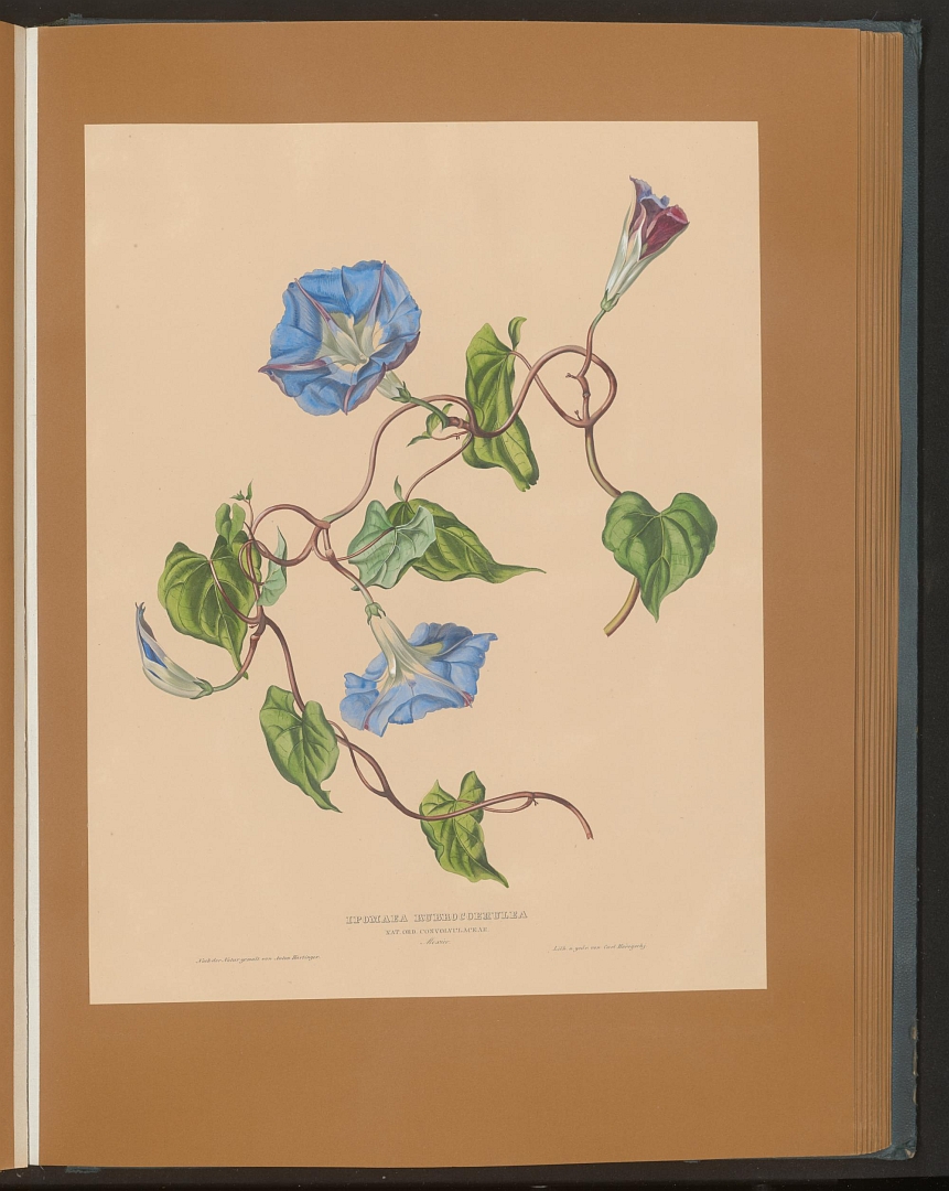 no HD illustration available (m4)