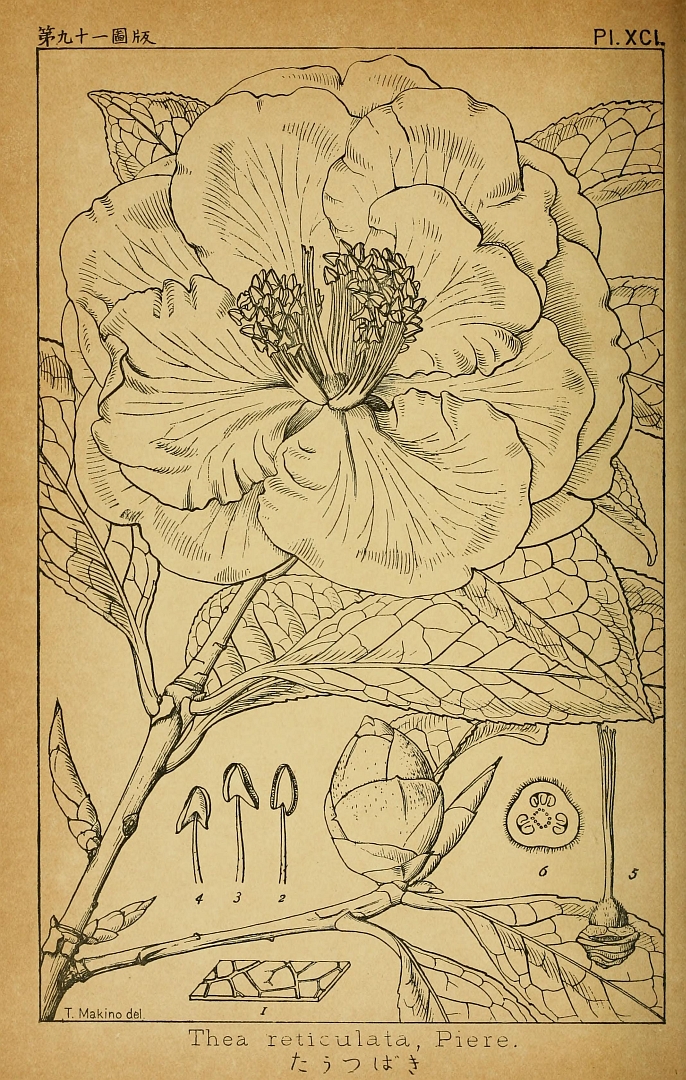 no HD illustration available (m5)