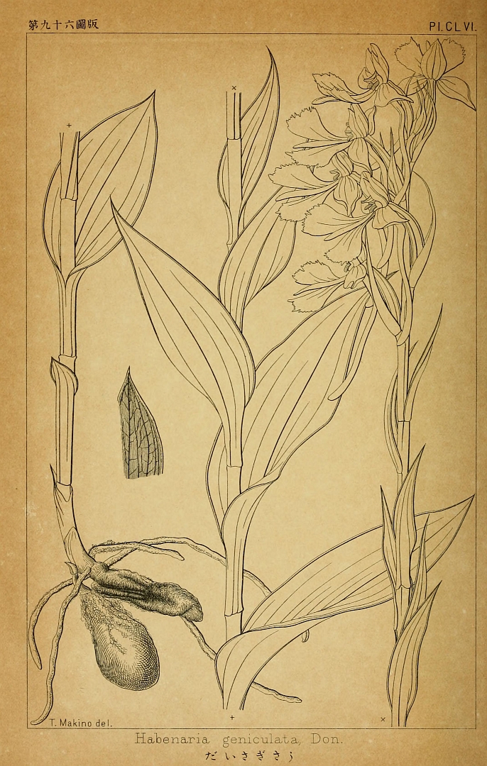 no HD illustration available (m5)