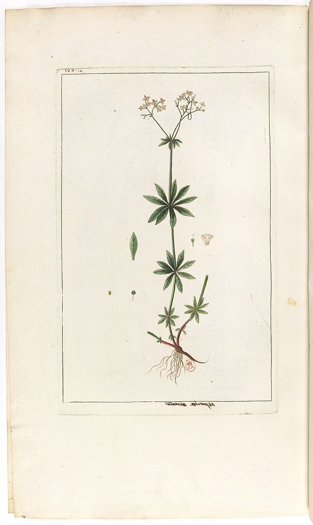 no HD illustration available (m5)