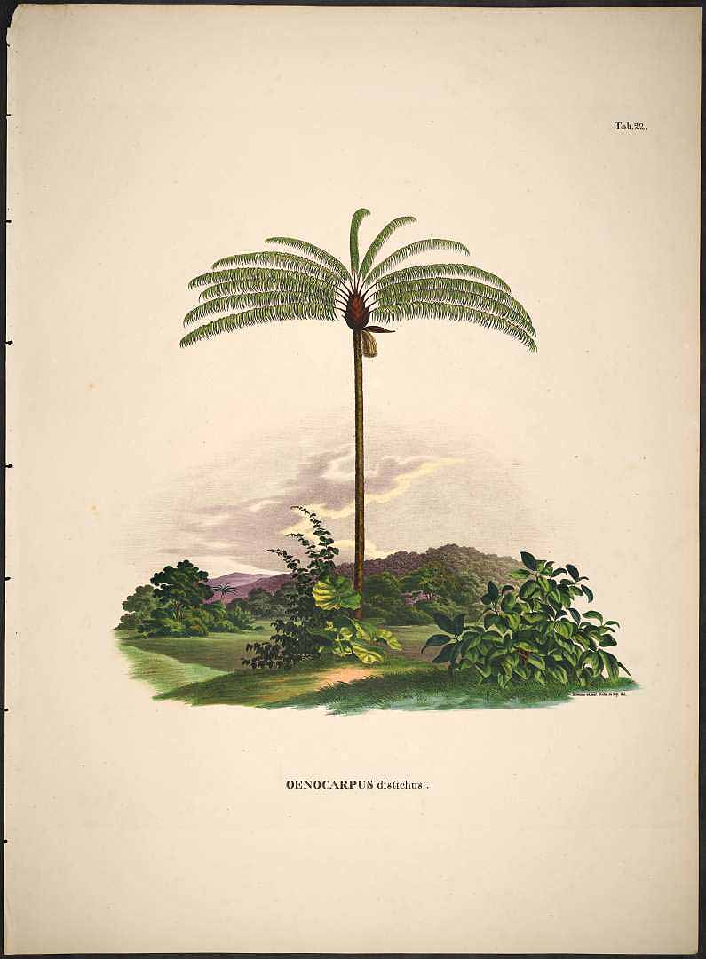no HD illustration available (m5)