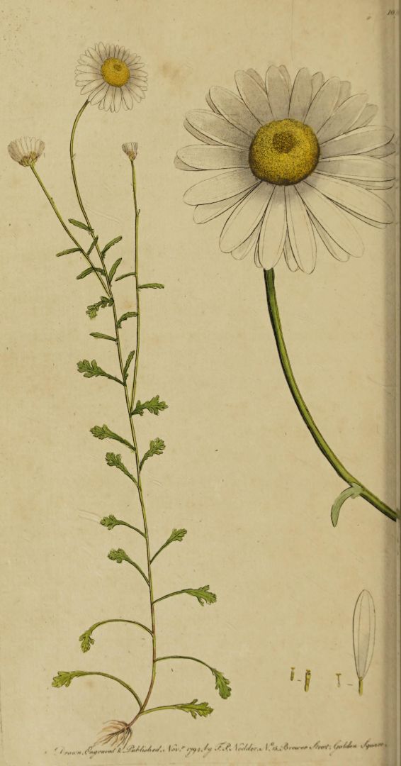 no HD illustration available (m5)
