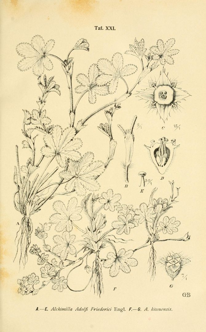 no HD illustration available (m5)