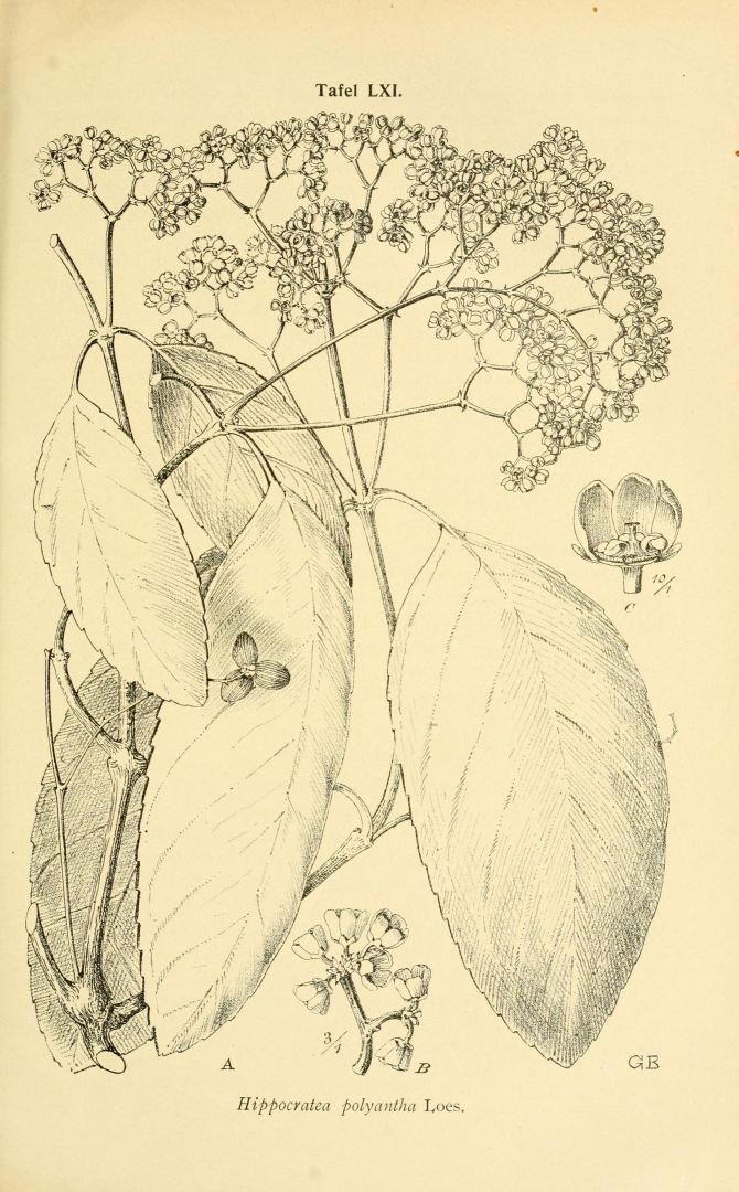no HD illustration available (m5)