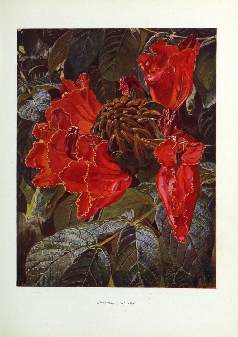 no HD illustration available (m5)