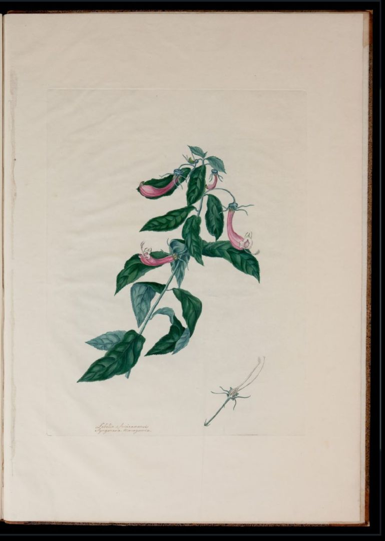 no HD illustration available (m5)