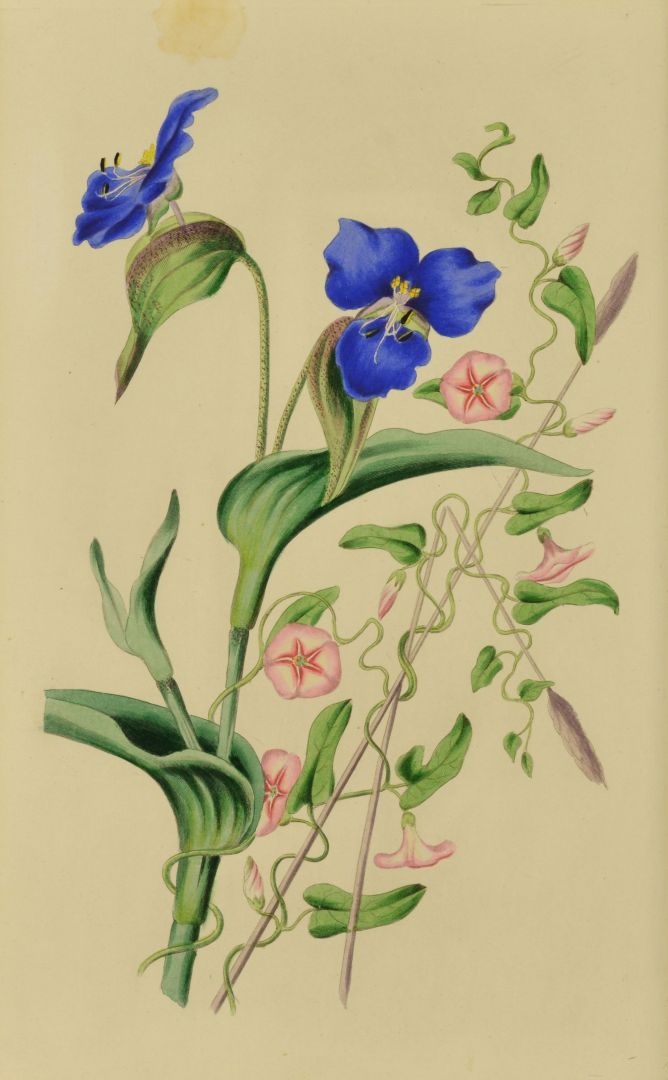no HD illustration available (m5)